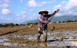 Mặt ruộng “ló dạng” sau 1 tháng ngập lũ, nông dân hối hả ra đồng
