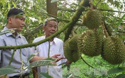 Cựu chiến binh làm kinh tế giỏi