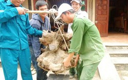 Đào được củ khoai vạc hình dạng kỳ lạ, nặng 73kg