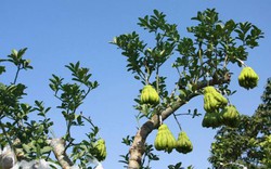 Phật thủ bonsai dáng lạ nguy cơ "cháy hàng" trước Tết