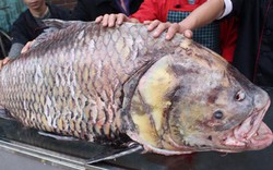 Chi 140 triệu, “rước” cá hô khủng từ Campuchia về HN
