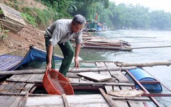 Yên Nguyên phát triển nghề nuôi cá lồng đặc sản