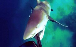Hãi hùng cảnh cá mập điên cuồng tấn công thợ lặn ở Úc