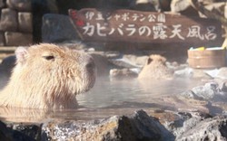 "Choáng" với chuột khổng lồ tắm suối nước nóng sang chảnh ở Nhật