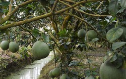 ĐBSCL: Giáp Tết trái cây mất mùa, giá tăng cao