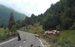Cừu hung hãn húc ngã người chăn như trút "hận thù"