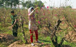 NTM Hưng Yên: Người trồng đào hứa hẹn bung nở đúng dịp Tết