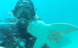 Úc: Cá mập “tiền sử” rúc vào tay thợ lặn đầy âu yếm
