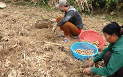 “Xắn tay áo” giúp nông dân  áp dụng mô hình mới