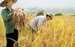 Lúa Bao Thai lùn Lạng Sơn tăng năng suất nhờ phân Văn Điển