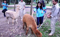 Ngắm lạc đà không bướu lần đầu xuất hiện ở Sài Gòn