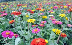 Ngắm “bức tranh” sắc màu trên những ruộng hoa Tết ở Sài Gòn