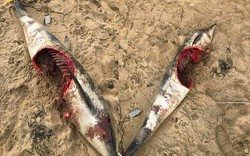 Cá heo bị cá mập cắn gần đứt thân dạt bờ biển Anh