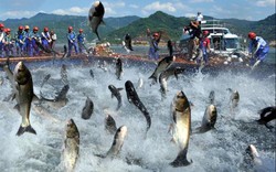 Ngư dân trúng chuyến cá ngừ đại dương dịp cận Tết