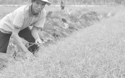 Nông dân trồng ném lãi gấp 10 lần trồng lúa