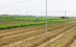 Hà Nội: Trên 600.000 nông dân nhận “sổ đỏ”
