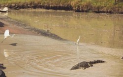 Úc: Đi qua cầu tràn, bị cá sấu lôi xuống sông cắn chết