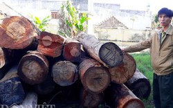 Vận chuyển gỗ lậu ở Kon Tum: Chưa làm rõ trách nhiệm và tìm ra chủ gỗ