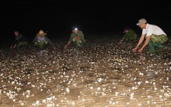 Chủ tịch tỉnh Thanh Hóa chỉ đạo xử lý nghiêm cá nhân, tổ chức đổ chất thải ra biển