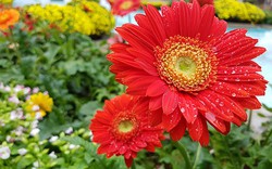 Bộ ảnh hoa xuân khoe sắc chụp bằng camera Galaxy S7 edge