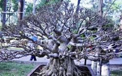 Tận thấy những cây bonsai dáng độc hội tụ ở Sài Gòn
