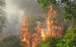 Cháy lớn lan rộng ở Quảng Ninh, nhiều hécta rừng bị thiêu rụi