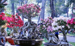 Ngắm những cây sứ “khủng”, dáng như vòi bạch tuộc ở SG