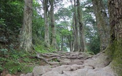 Bộ Kế hoạch lập dự án bảo tồn hàng trăm cây Xích tùng cổ ở Yên Tử