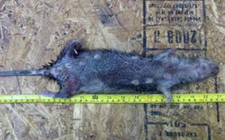Bắt được “siêu chuột” kích cỡ lớn hiếm thấy ở Anh
