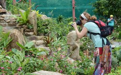 Khánh Hòa: Vườn bướm tiền tỷ hơn nghìn con thu hút du khách dịp Tết