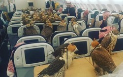 Hoàng tử Saudi mua vé máy bay cho 80 con chim ưng