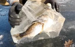 Kì dị: Cá lớn đang đớp cá bé thì bị đông cứng trong băng