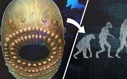 Tổ tiên xa xưa nhất của loài người có miệng cực rộng