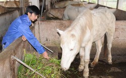 Hà Nội có 700 trang trại thu nhập tiền tỷ