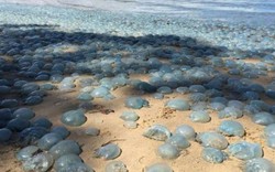 Hàng nghìn con sứa chi chít dạt vào bờ biển Úc