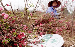 Hết Tết, dân làng Nhật Tân hối hả mót đào bán