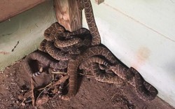 Mỹ: Hết hồn phát hiện 24 rắn chuông ẩn nấp khắp nhà