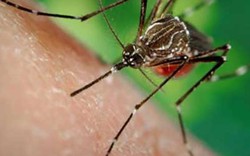 Sắp thả muỗi vằn ở Nha Trang để phòng sốt xuất huyết, Zika
