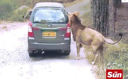 Sư tử cào cấu, cắn xé ô tô chở du khách ở Ấn Độ