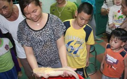 Đà Nẵng: Ngư dân bắt được cá trê vàng cực hiếm