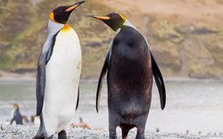 Chim cánh cụt mắc bệnh lạ khiến da “đổi trắng thay đen”