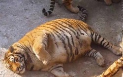 Hổ béo núng nính "vì ăn Tết" ở Trung Quốc