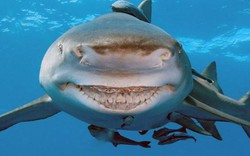 Cá mập Mỹ luôn nhe răng cười như “nhân vật” phim hoạt hình