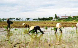 Nghệ An: Diễn Châu xây dựng thành công nhiều cánh đồng một giống lúa