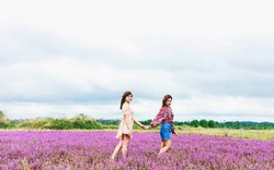 Giới trẻ mê mẩn với cánh đồng hoa tím biếc đẹp ngỡ trời Âu ở Đắk Lắk