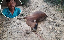 Hà Tĩnh: Bò chết la liệt trên đồi nghi bị đầu độc?