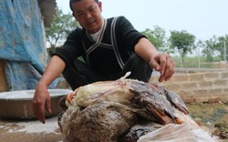 Hà Nội: Thêm gần 600 con vịt chết nghi ăn ngô có độc?