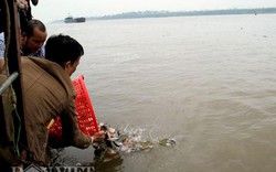 2 Bộ vào cuộc vụ phóng sinh 10 tấn cá "ăn thịt" xuống sông Hồng
