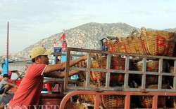 Ninh Thuận: Ra khơi đầu năm, ngư dân phấn khởi trúng giá cá cơm