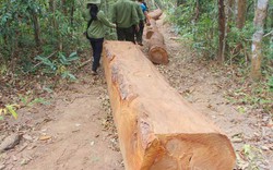 Vụ “lâm tặc cướp gỗ” ở Gia Lai: Tổ bảo vệ rừng bịa chuyện!